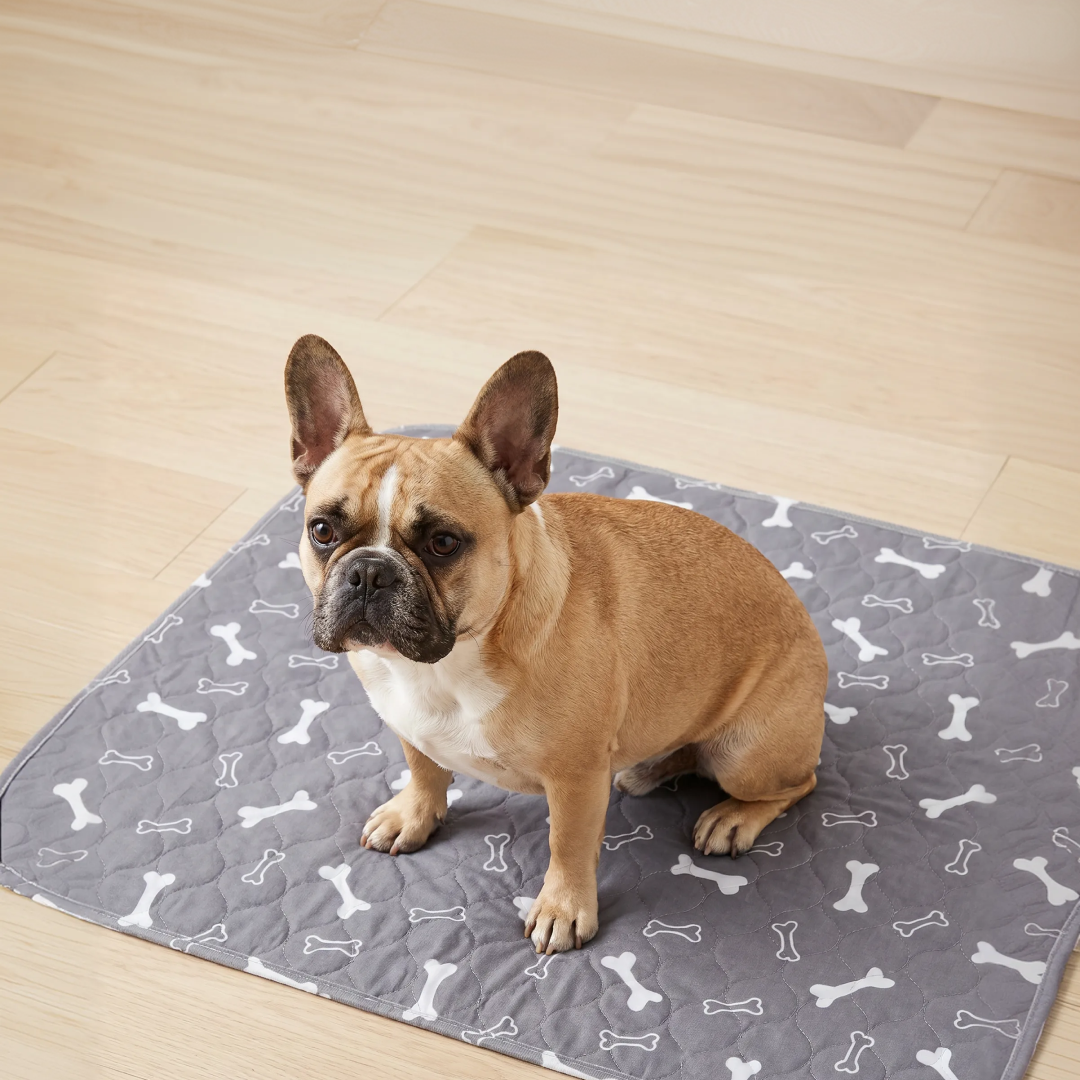 French bulldog on pup pad
